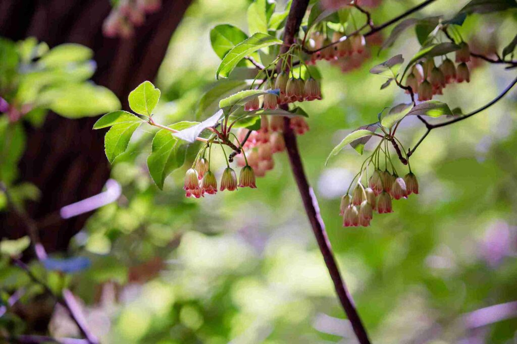 are cotton candy grapes seasonal