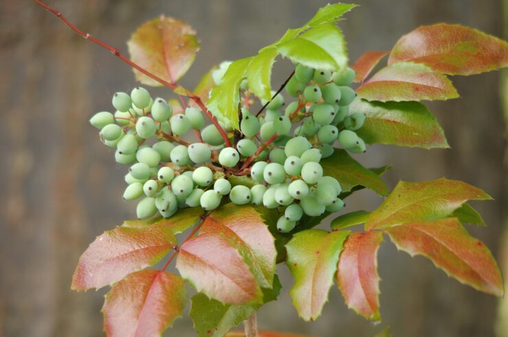 plant of cotton candy grapes to know are cotton candy grapes seasonal