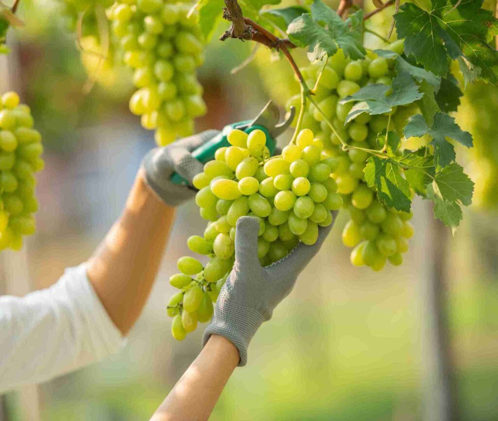 human hands checking are cotton canddy grapes natural