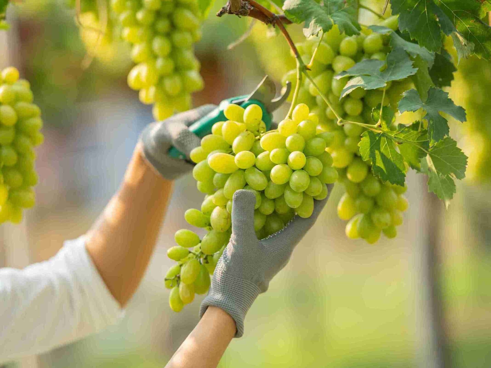 how cotton candy grapes are made human hand pointing